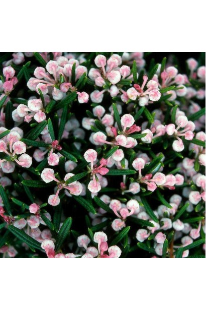 Andromeda polifolia Compacta 